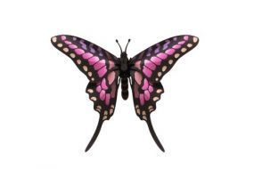 Assembli paper Common Swordtail Butterfly
