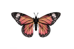 Assembli paper Monarch Butterfly