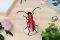 Assembli Rosalia beetle red