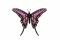 Assembli paper Common Swordtail Butterfly